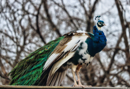 burung-merak 49 senarai
